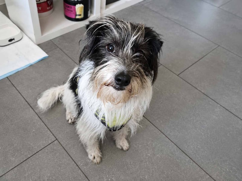 Wuschelhund zum verlieben - Moritz