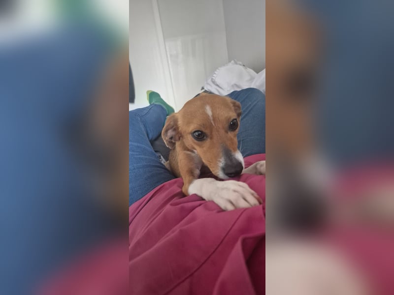 Sanfte Danica sucht ihr Körbchen