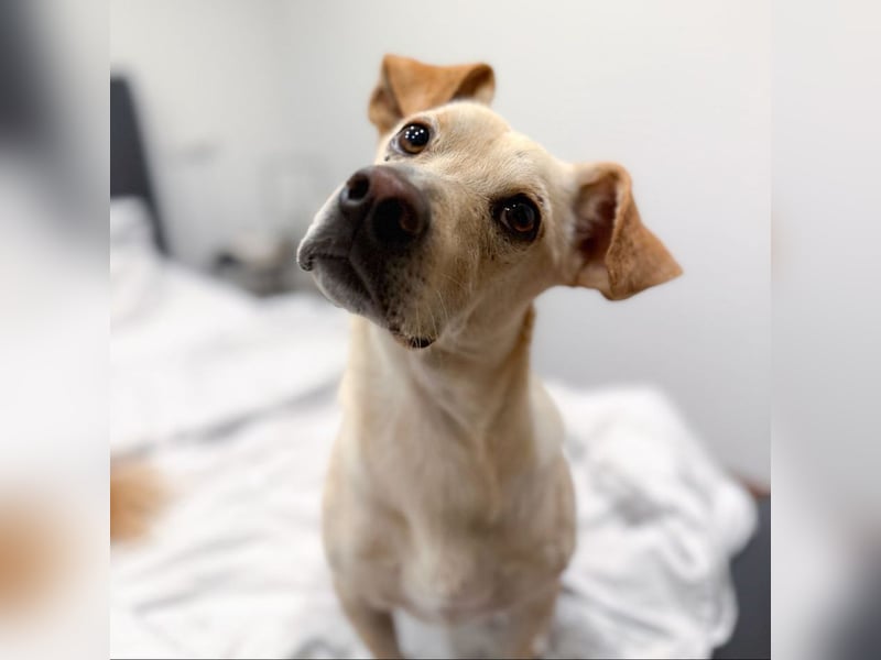 Goldiger Chop auf Körbchensuche