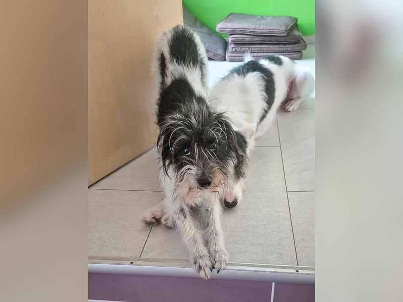 Wuschelhund zum verlieben - Moritz