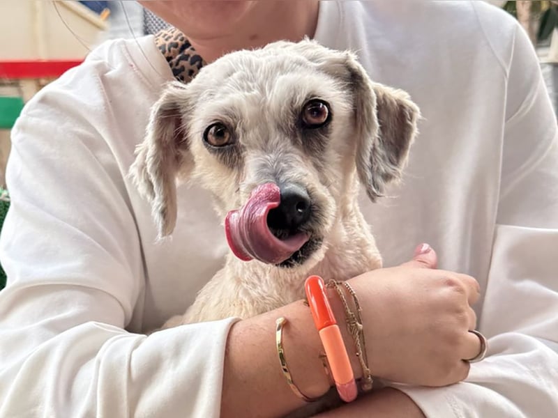 Terrier Mix Martin sucht sein Glück