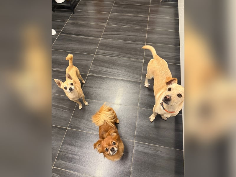 Goldiger Chop auf Körbchensuche