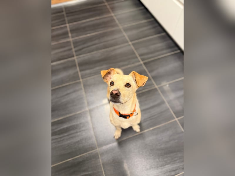 Goldiger Chop auf Körbchensuche