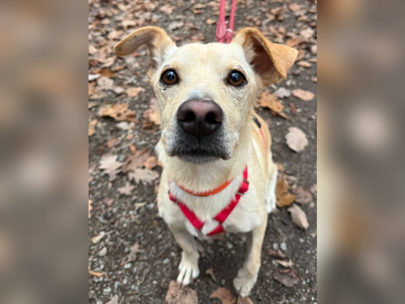 Goldiger Chop auf Körbchensuche