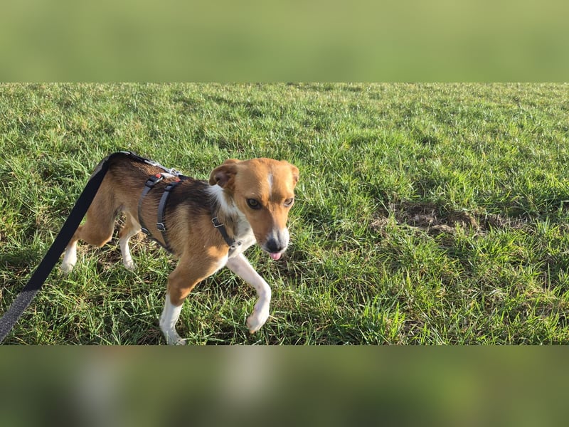 Sanfte Danica sucht ihr Körbchen