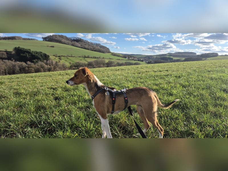 Sanfte Danica sucht ihr Körbchen