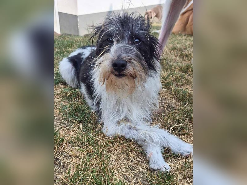 Wuschelhund zum verlieben - Moritz