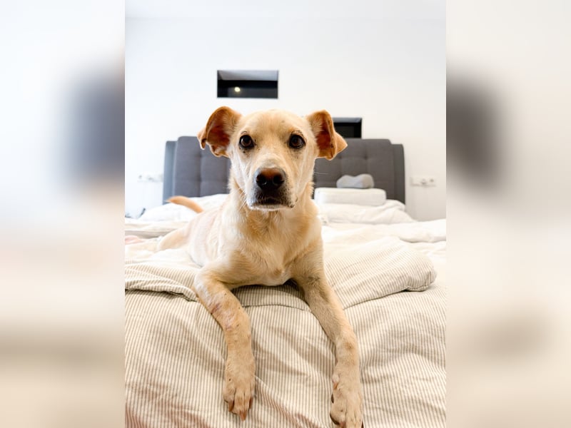 Goldiger Chop auf Körbchensuche