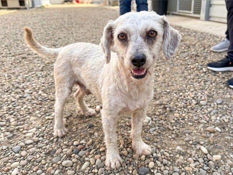 Terrier Mix Martin sucht sein Glück