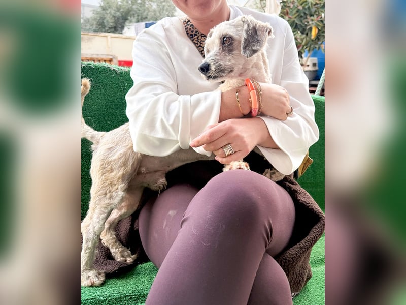 Terrier Mix Martin sucht sein Glück