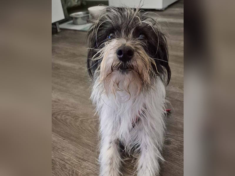 Wuschelhund zum verlieben - Moritz