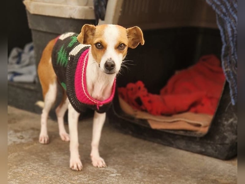 Sanfte Serena sucht ihre Menschen