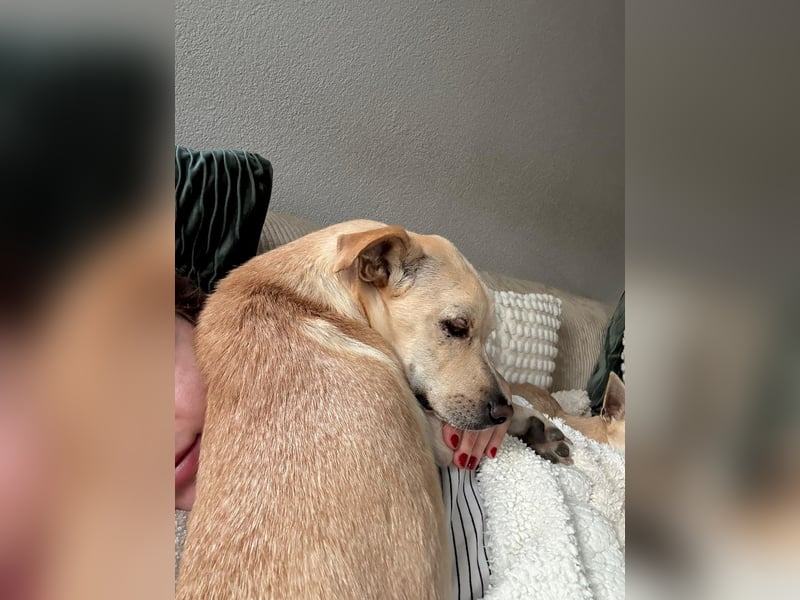 Goldiger Chop auf Körbchensuche