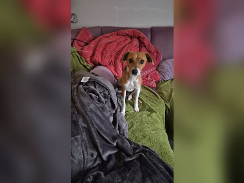 Sanfte Danica sucht ihr Körbchen