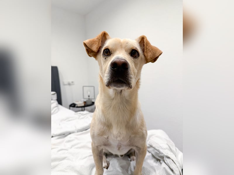 Goldiger Chop auf Körbchensuche