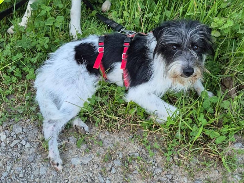 Wuschelhund zum verlieben - Moritz