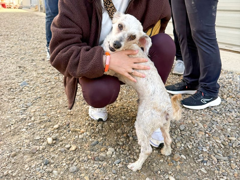 Terrier Mix Martin sucht sein Glück