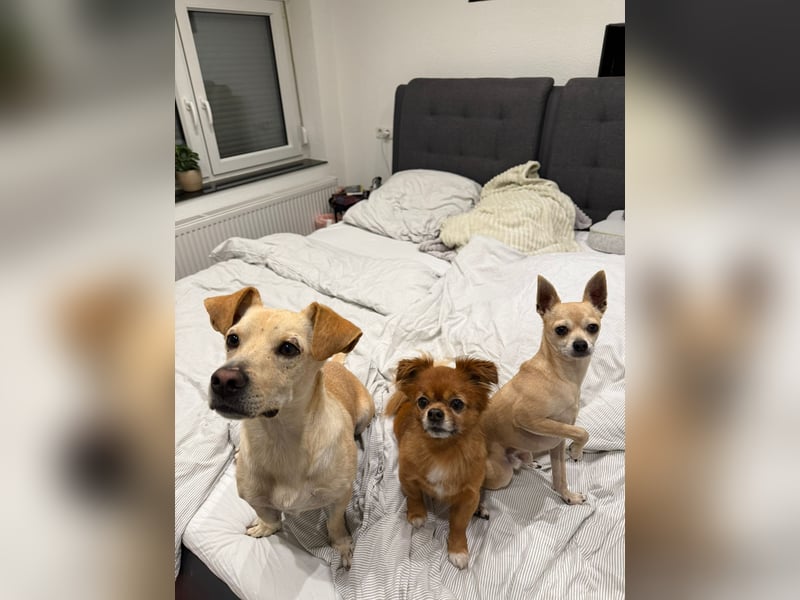 Goldiger Chop auf Körbchensuche