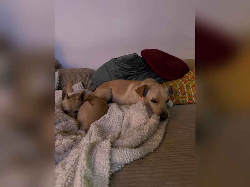 Goldiger Chop auf Körbchensuche