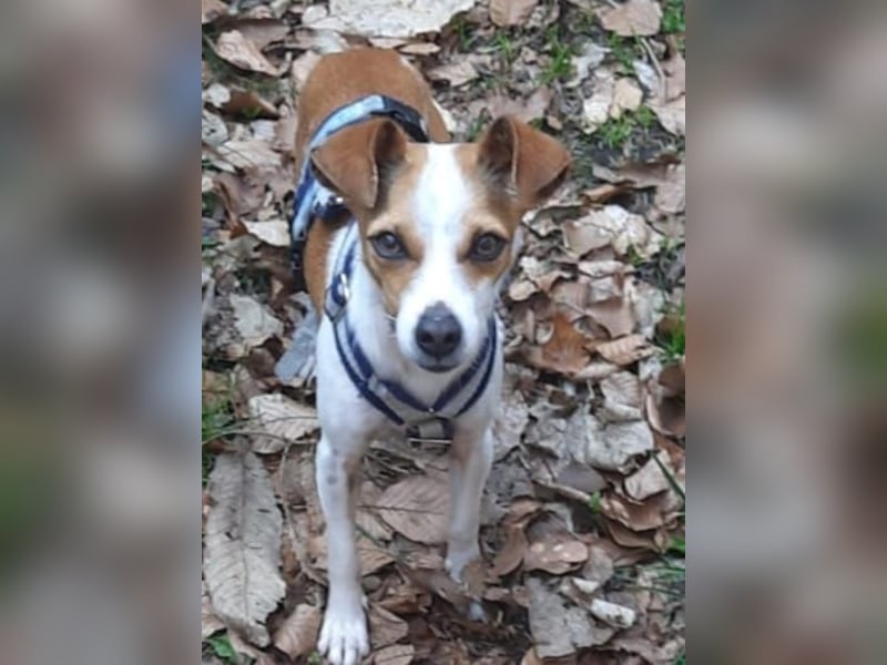 Sanfte Serena sucht ihre Menschen