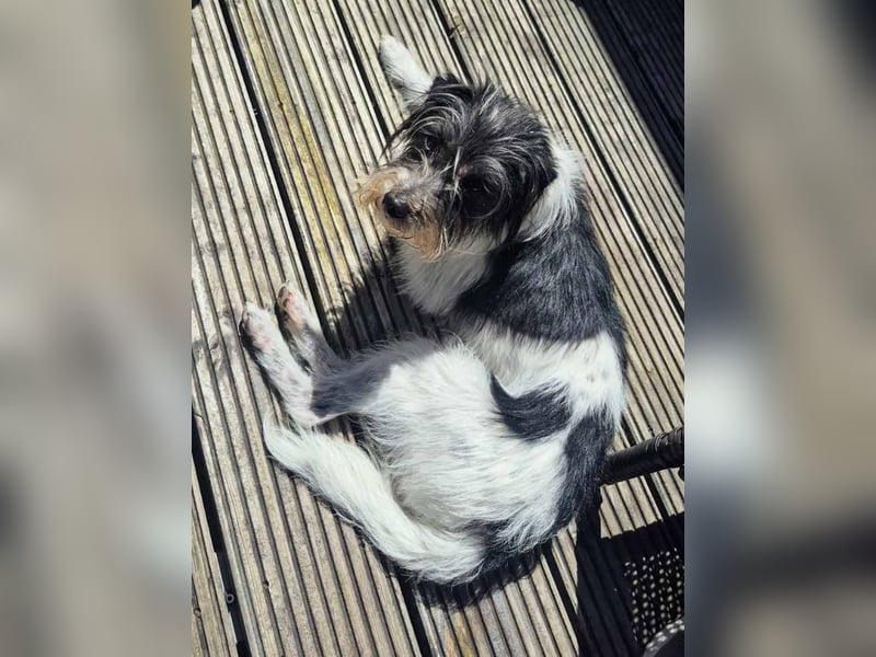 Wuschelhund zum verlieben - Moritz