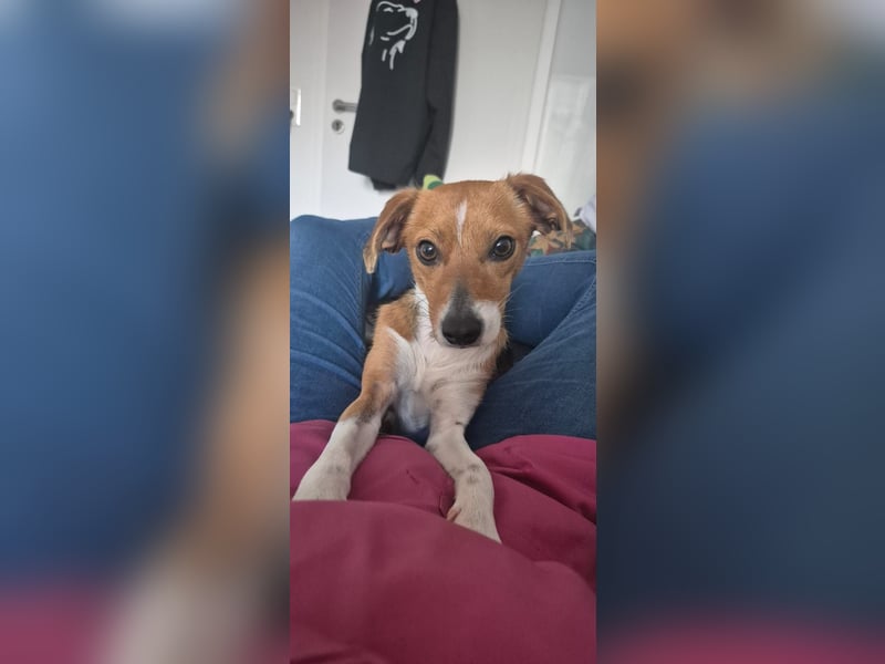 Sanfte Danica sucht ihr Körbchen