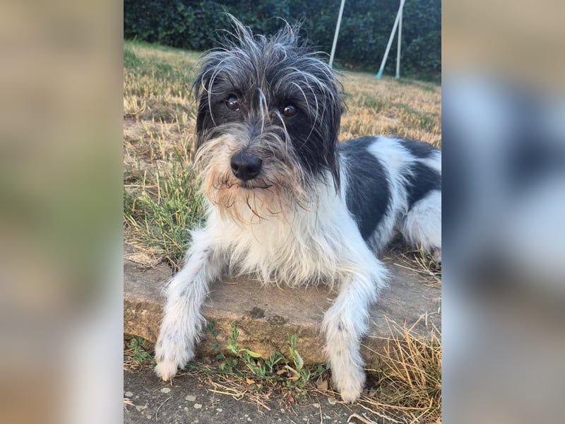 Wuschelhund zum verlieben - Moritz