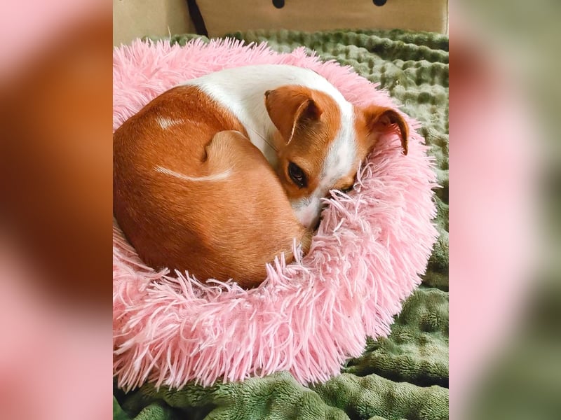 Sanfte Serena sucht ihre Menschen