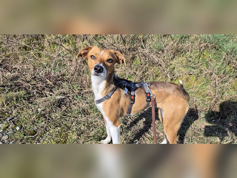 Sanfte Danica sucht ihr Körbchen