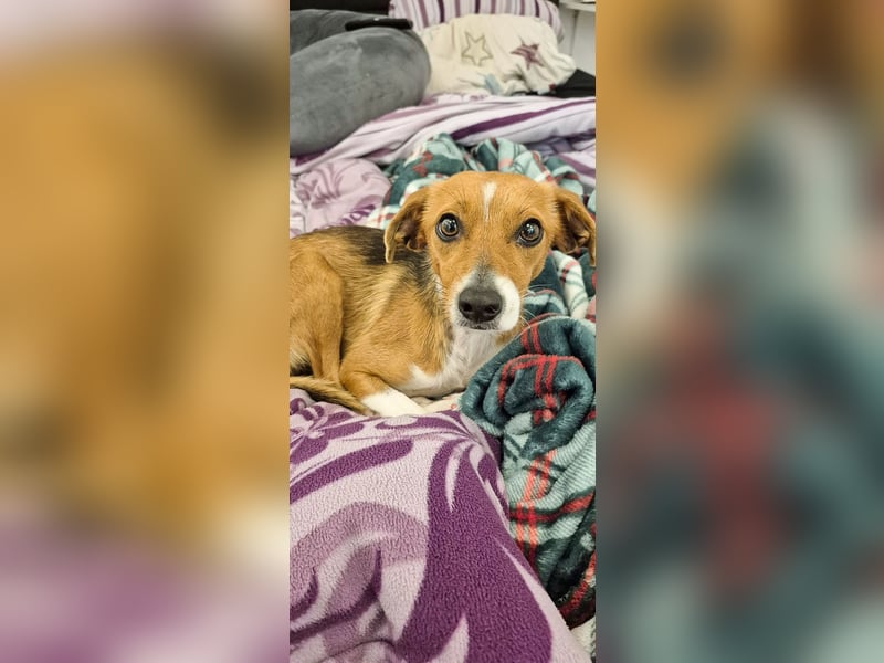 Sanfte Danica sucht ihr Körbchen