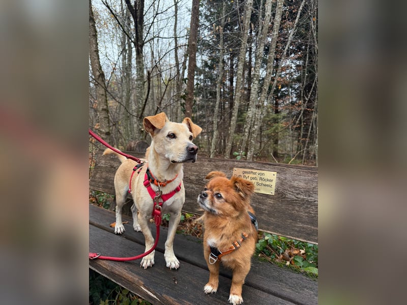 Goldiger Chop auf Körbchensuche