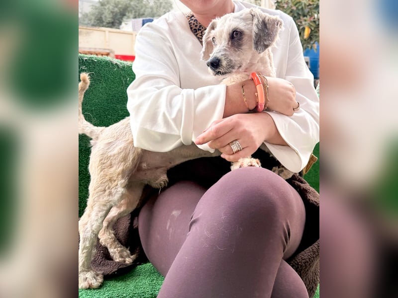 Terrier Mix Martin sucht sein Glück