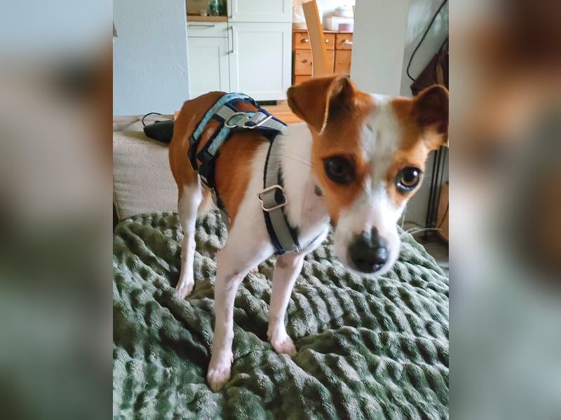 Sanfte Serena sucht ihre Menschen