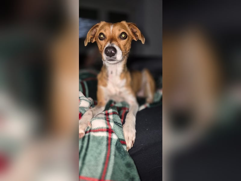 Sanfte Danica sucht ihr Körbchen