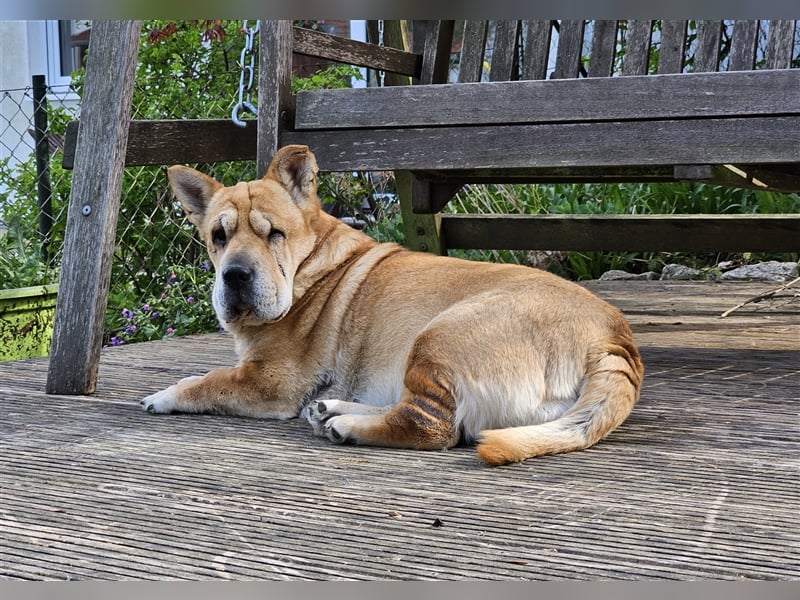 Shar-Pei-Mix Seniorin Ronja sucht dringend ein neues Zuhause