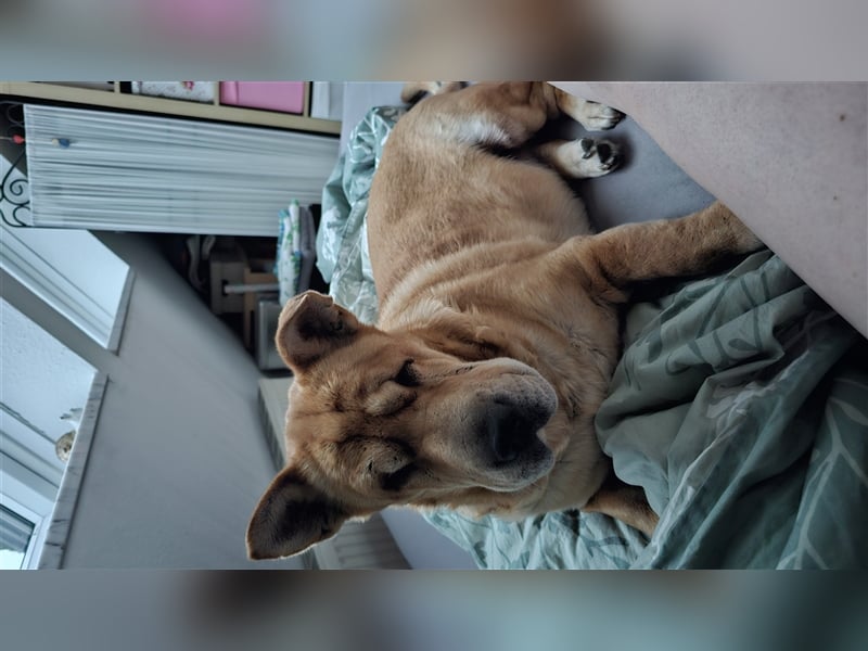 Shar-Pei-Mix Seniorin Ronja sucht dringend ein neues Zuhause