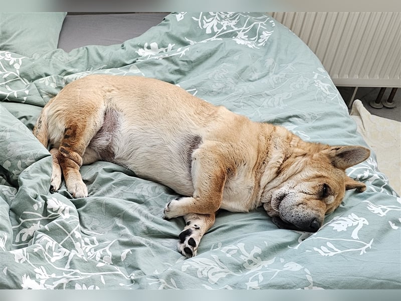 Shar-Pei-Mix Seniorin Ronja sucht dringend ein neues Zuhause