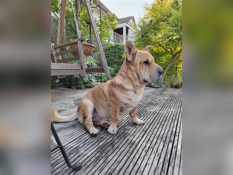 Shar-Pei-Mix Seniorin Ronja sucht dringend ein neues Zuhause