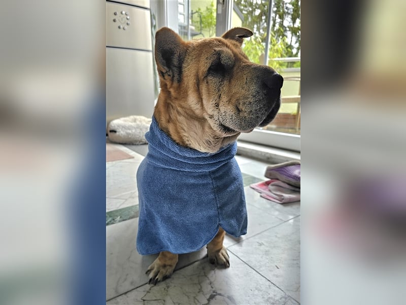 Shar-Pei-Mix Seniorin Ronja sucht dringend ein neues Zuhause