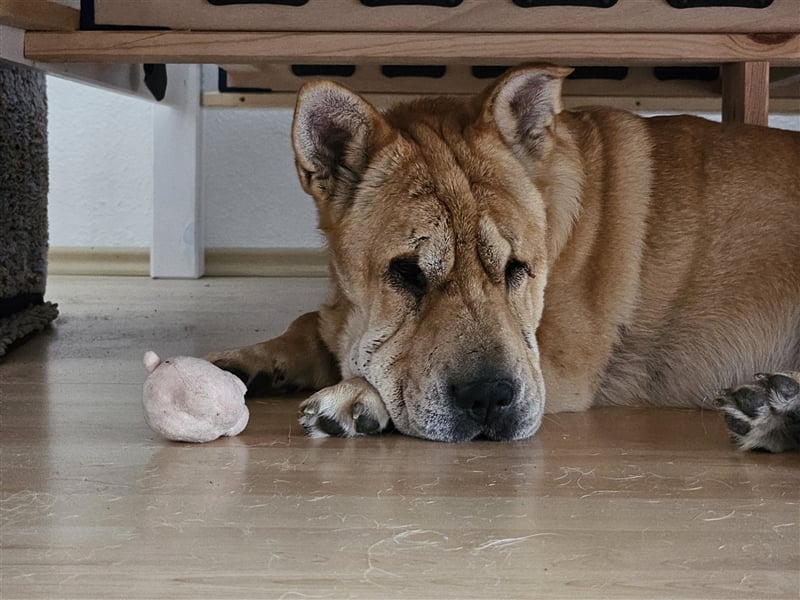 Shar-Pei-Mix Seniorin Ronja sucht dringend ein neues Zuhause