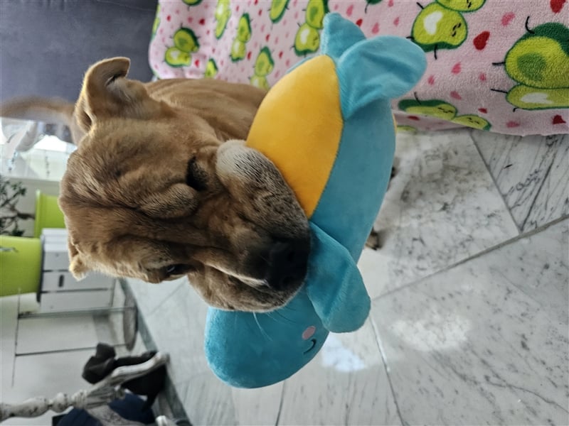 Shar-Pei-Mix Seniorin Ronja sucht dringend ein neues Zuhause