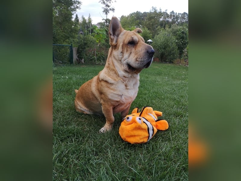 Shar-Pei-Mix Seniorin Ronja sucht dringend ein neues Zuhause