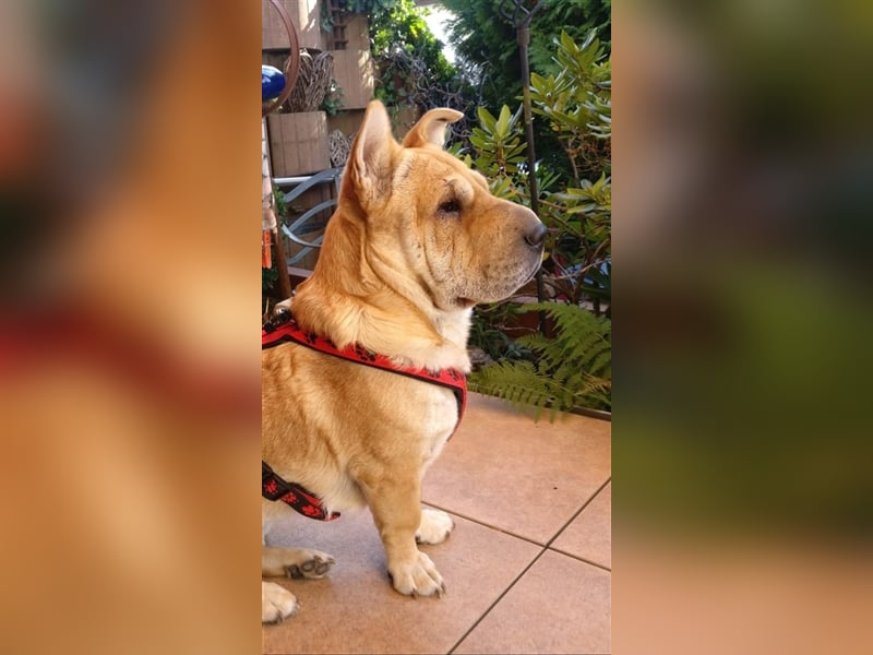 Shar-Pei-Mix Seniorin Ronja sucht dringend ein neues Zuhause