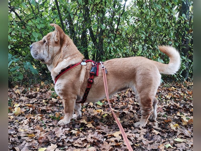 Shar-Pei-Mix Seniorin Ronja sucht dringend ein neues Zuhause