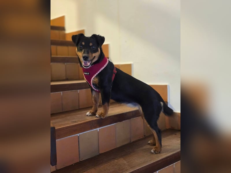 Emmi sucht ein Für-immer-Zuhause