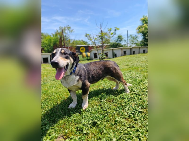 Chico - fröhlicher Herzenshund sucht seine Menschen