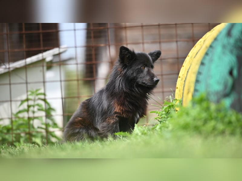 Negro - wer schenkt diesem sensiblen jungen Rüden eine zweite Chance?