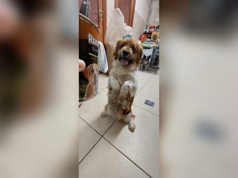 Dino - kleiner Kämpfer mit großem Herz sucht Sicherheit fürs Leben