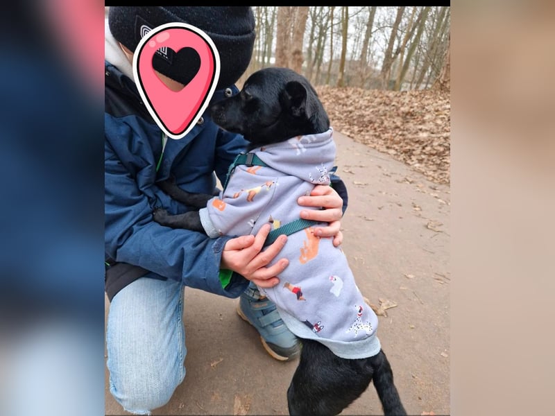 Elli, junges Pinschermix Mädchen