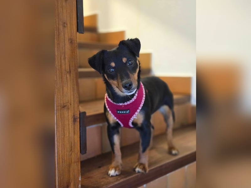 Emmi sucht ein Für-immer-Zuhause